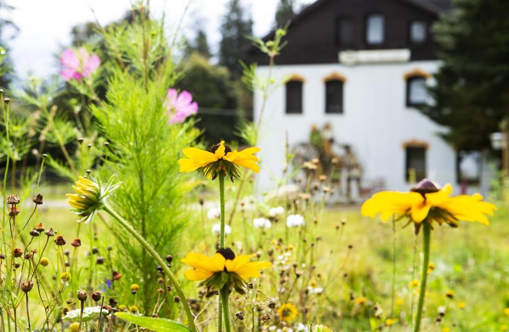 Pension Haus Fuerstenberg Beierfeld Exteriör bild